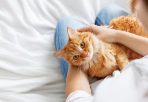 Everything You Need To Know About International Cat Day